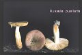 Russula puellaris-amf1703